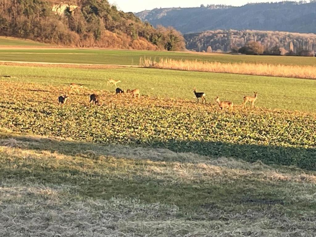 Schoene Unterkunft Naehe Schweiz Gottmadingen Exteriér fotografie